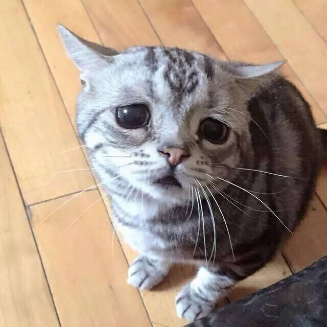 太らないようにする!食事編