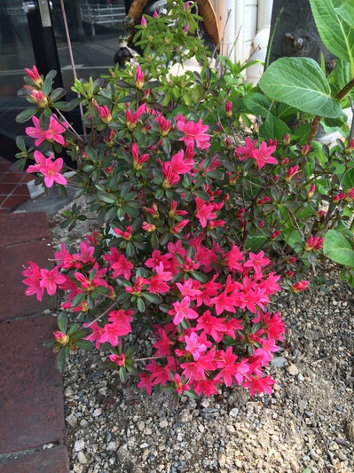 花!