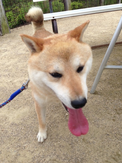 渋川動物公園!
