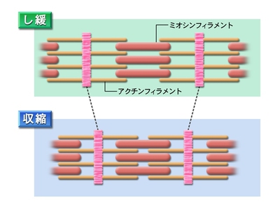 脱マッサージ!